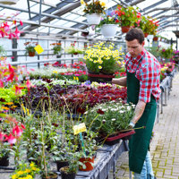 A person placing a tray of flowers down inside of a greenhouse full of other plants and flowers