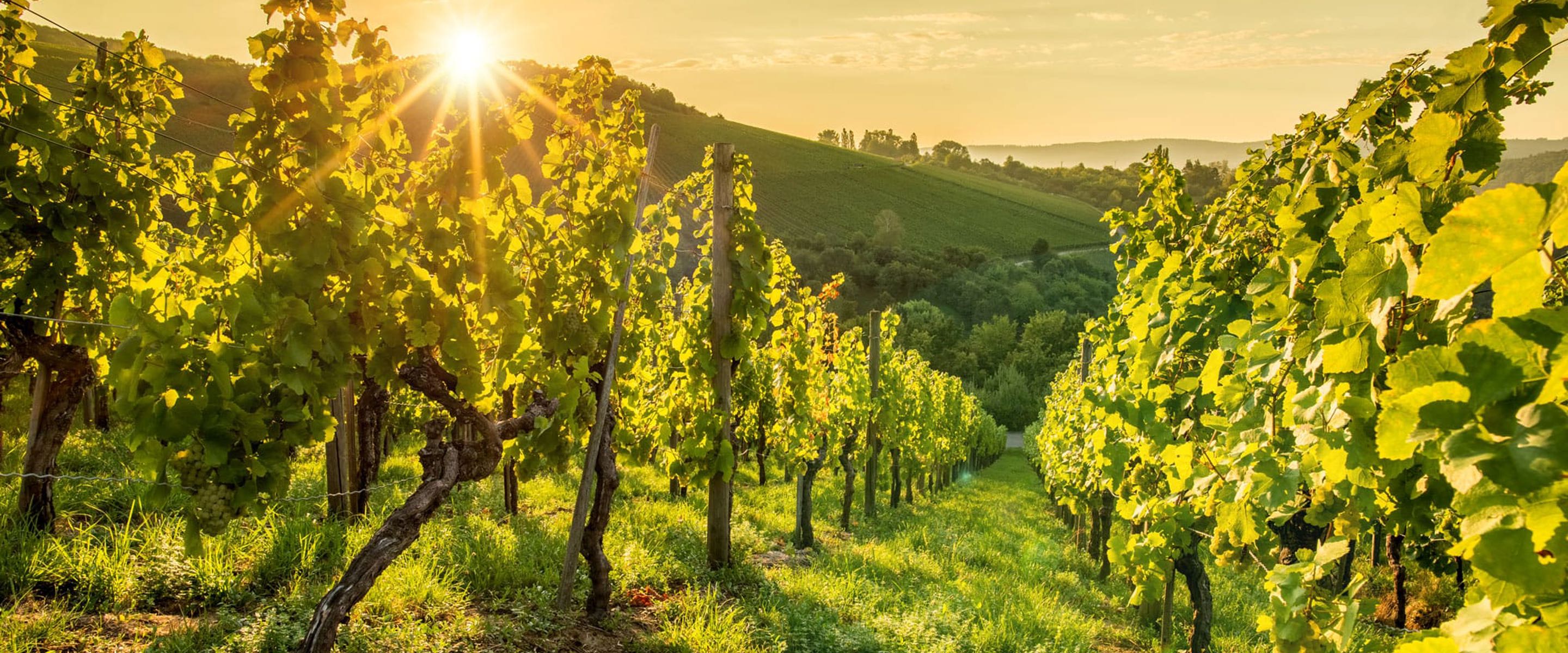 A vineyard with long rows of growing vines