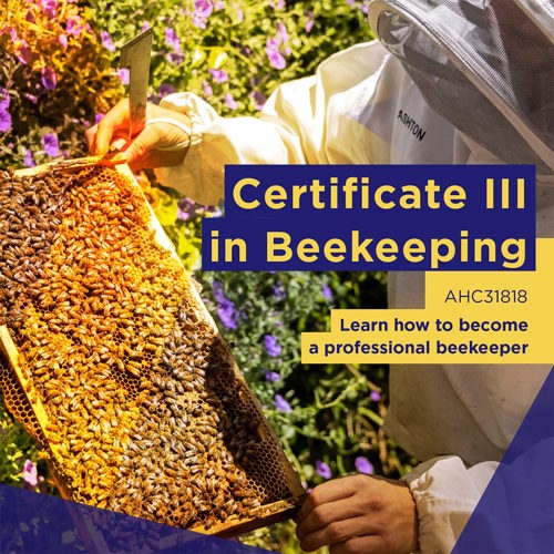 Bees sitting on an artificial beehive frame while being handled by apiculturist.