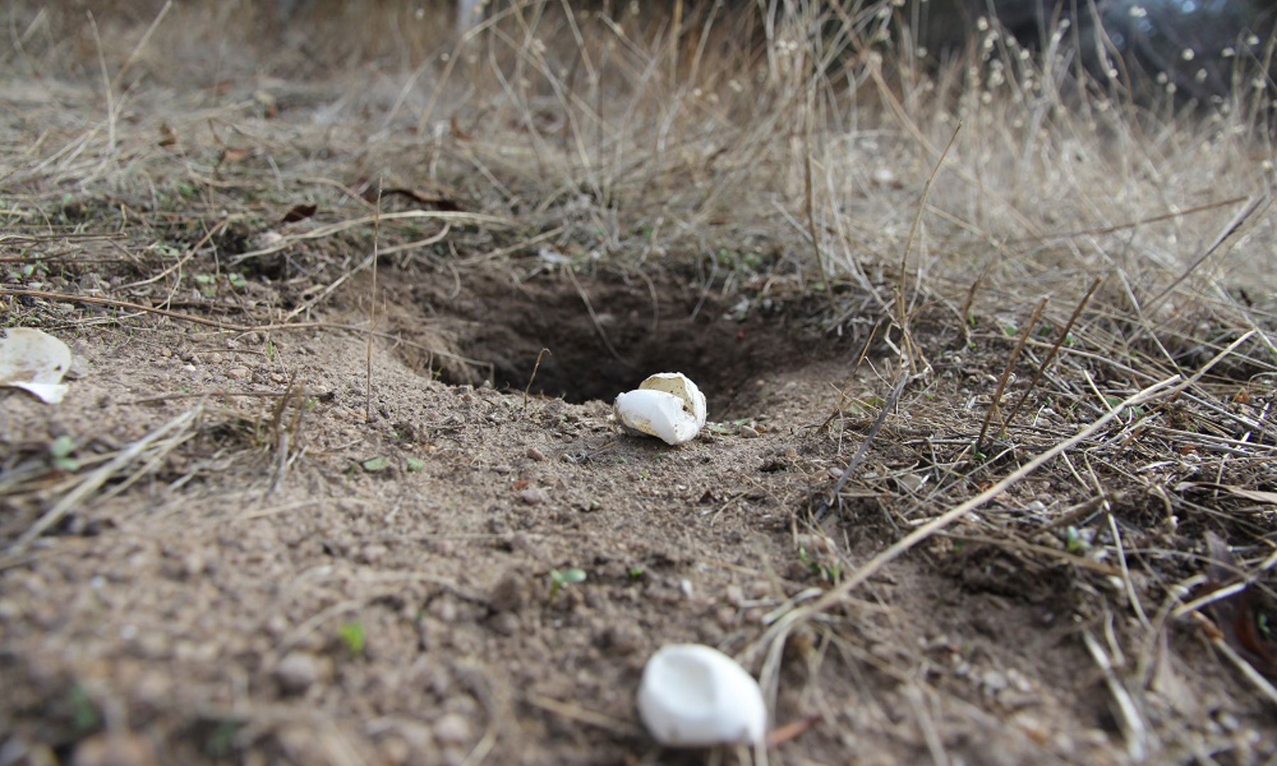 Turtle eggs outside of nest