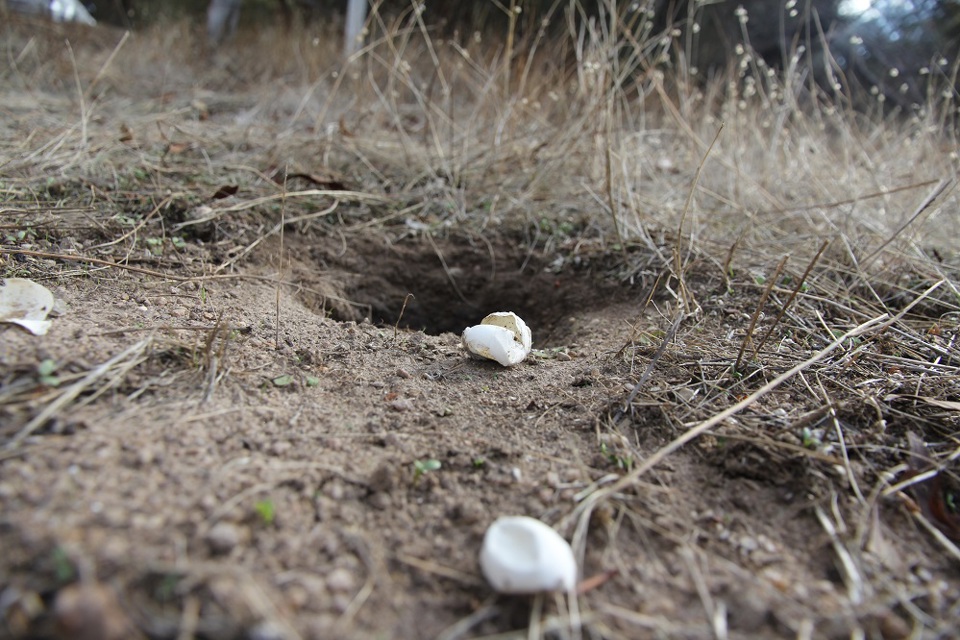 Turtle eggs outside of nest