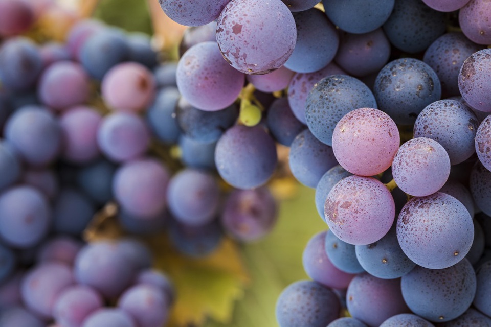 Close-up of red grapes