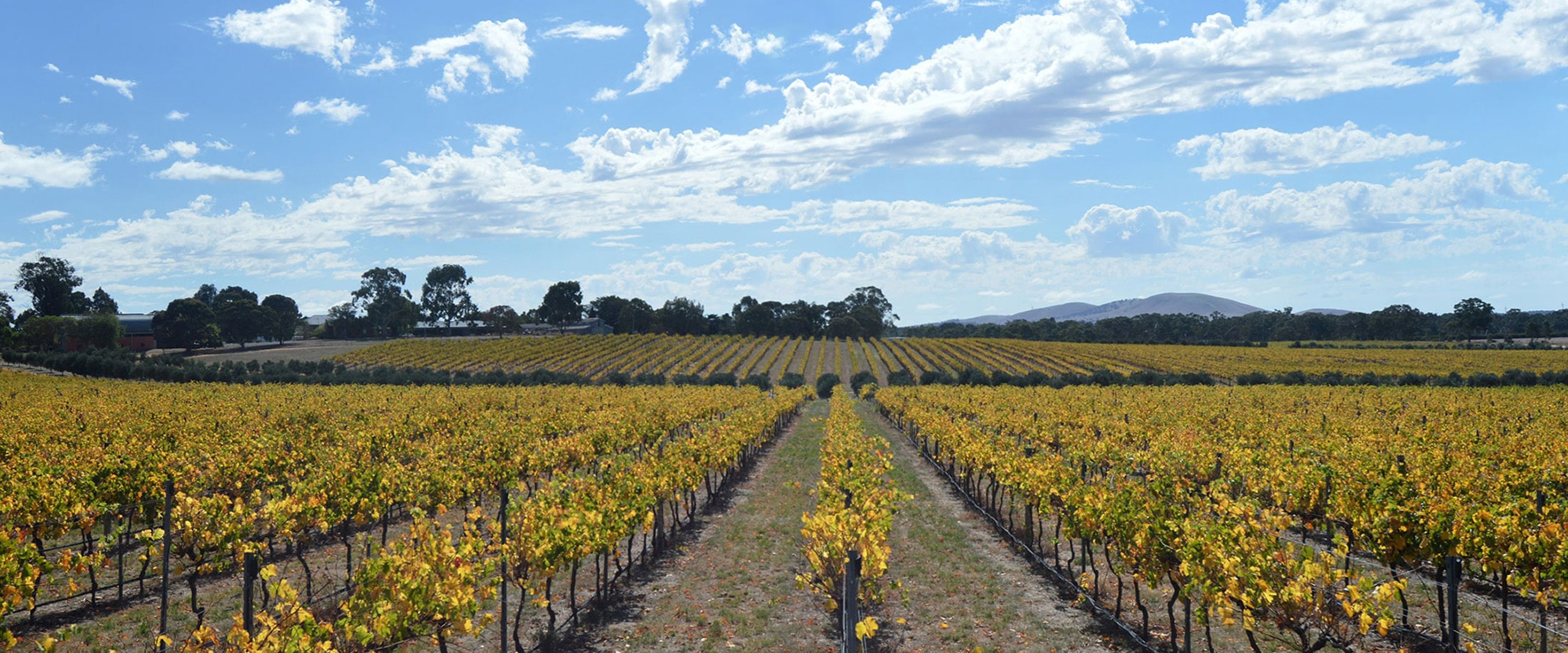 Vineyard at Yan Yean Growling frog on a sunny day in autumn