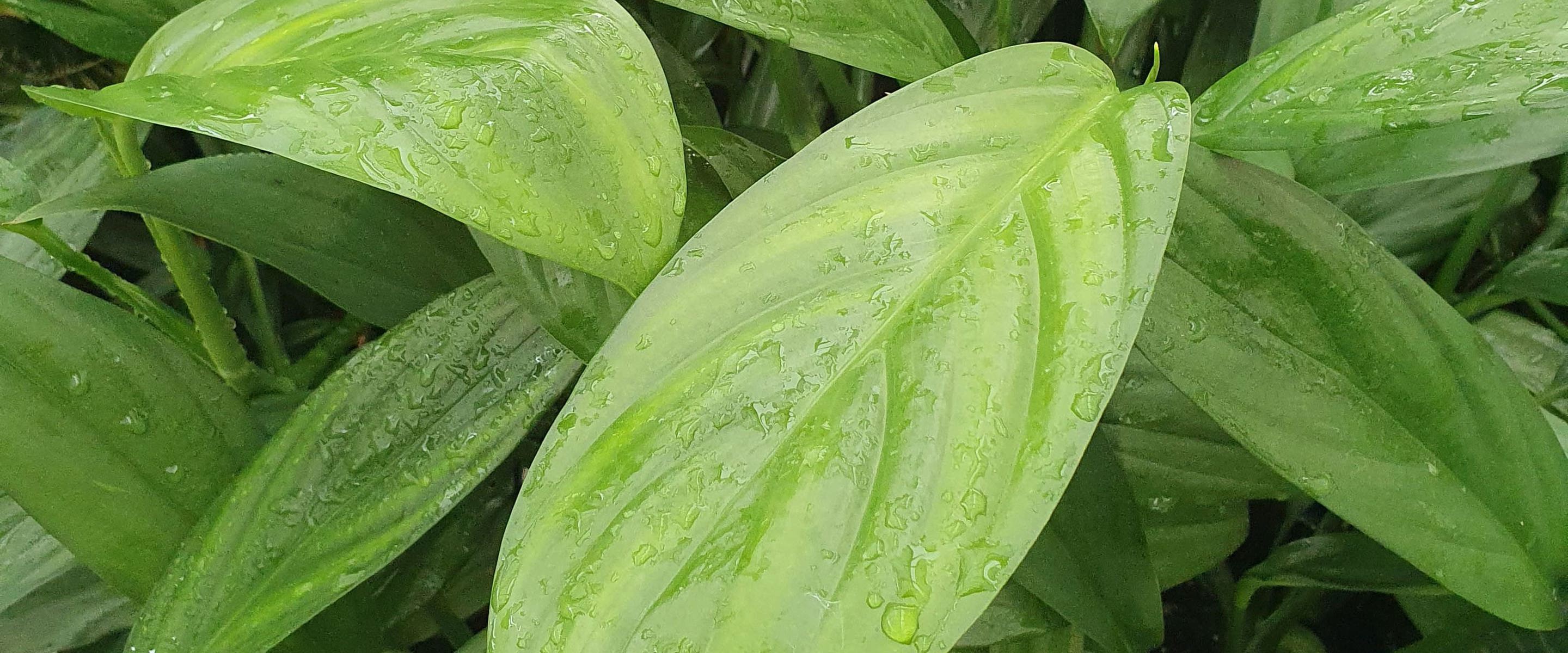 Close-up of Plant at Yarra Edge Nursery