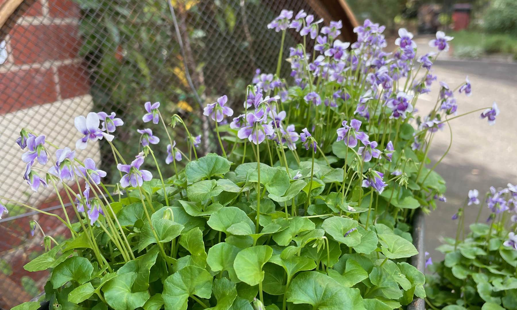 Viola Hederacea