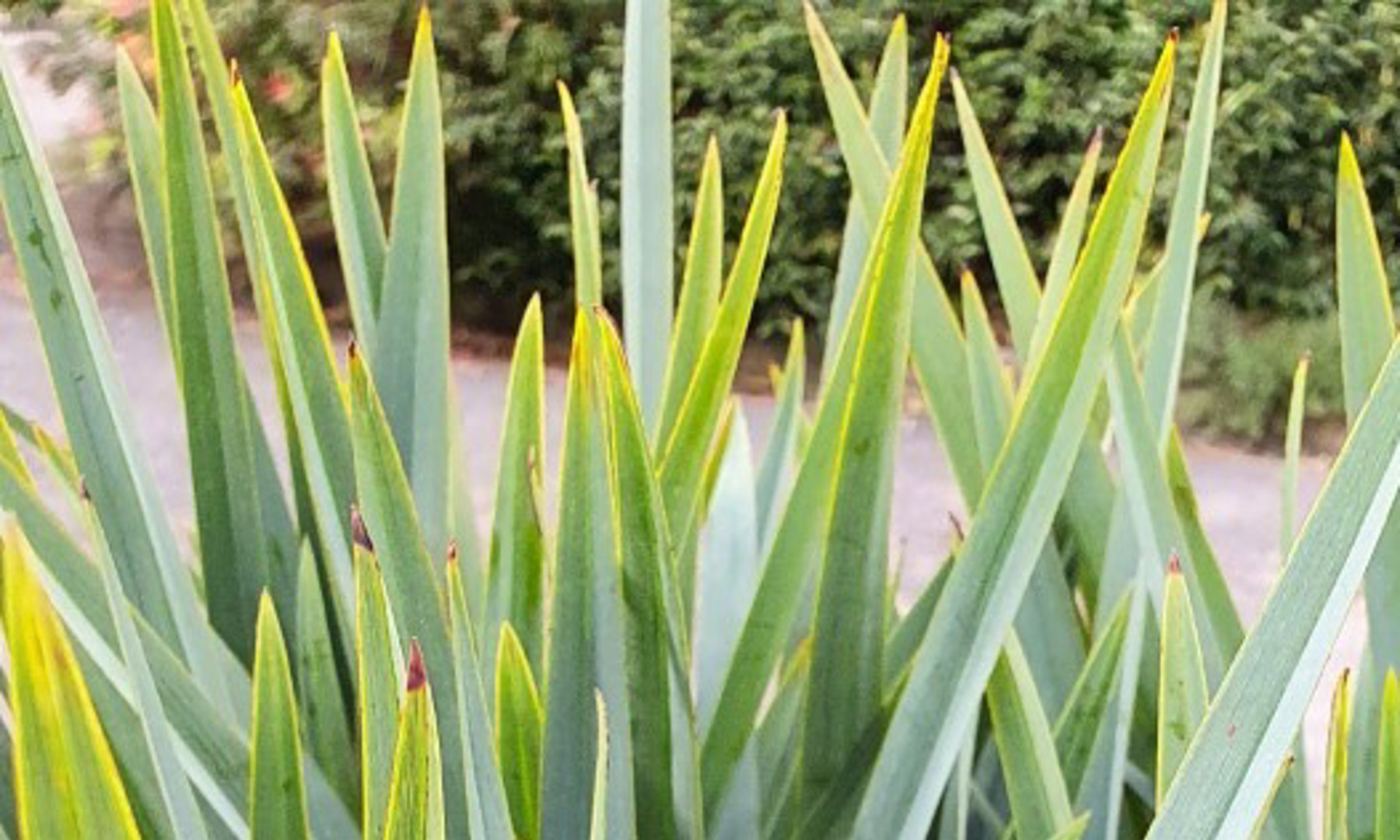 Dianella Bluestream