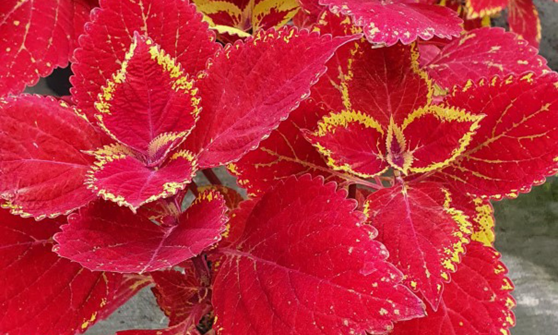 Plant with red leaves that have yellow edges