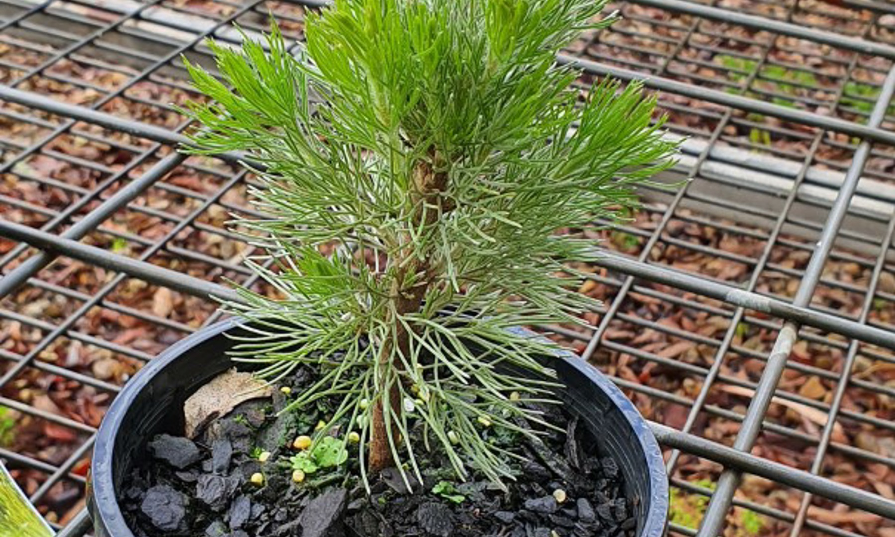 Adenanthos Sericeus