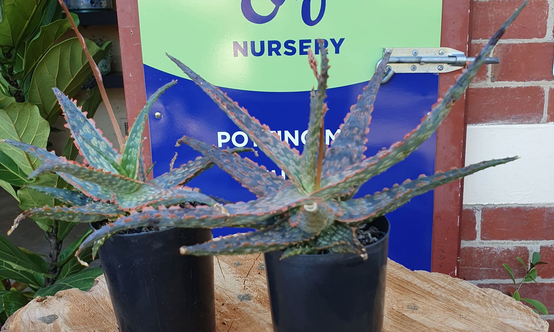 Aloe Neonripple