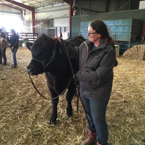 Image of woman leading a steer in a shed